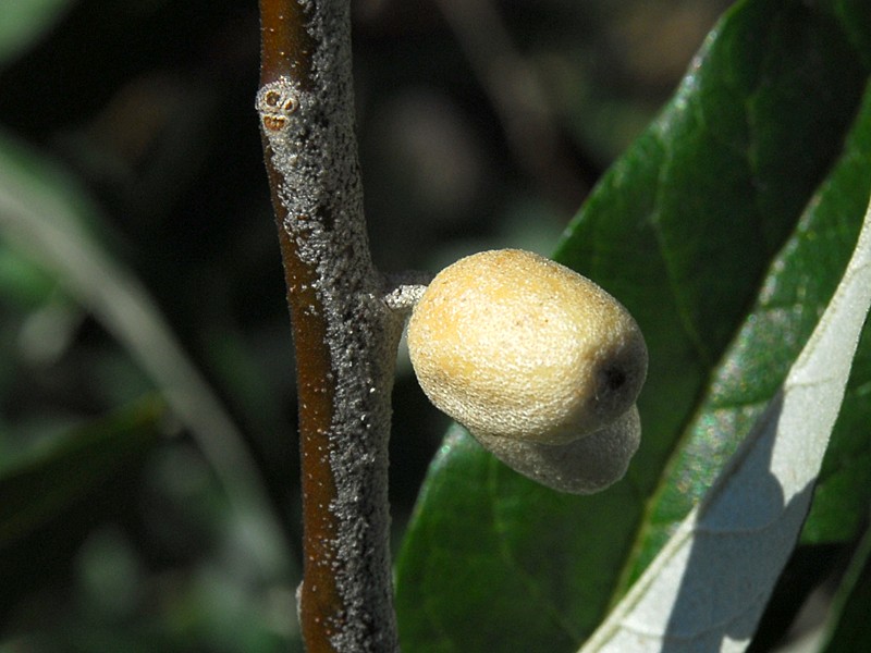 Eleagnus angustifolia